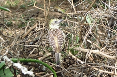 Trachyphonus darnaudii usambiro