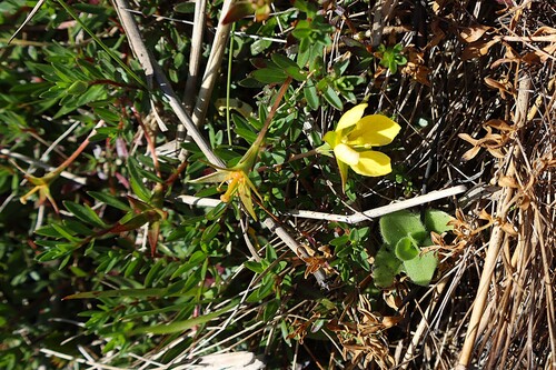 Foto de Ludwigia arcuata