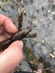 Procambarus gracilis