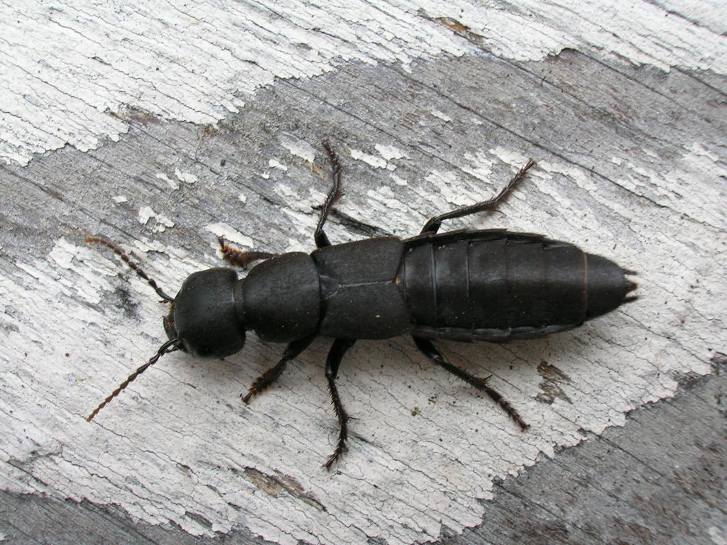 Devil's Coach Horse Beetle (Ocypus olens) · iNaturalist