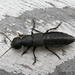 Devil's Coach Horse Beetle - Photo (c) Ken-ichi Ueda, some rights reserved (CC BY-NC-SA)