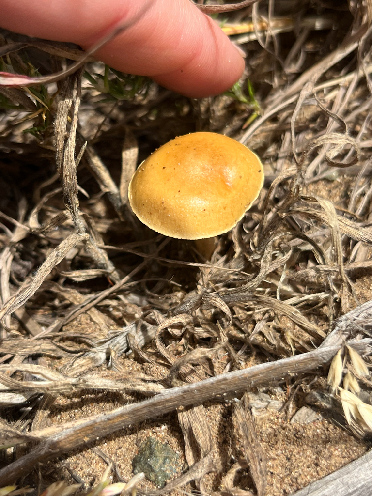 Agrocybe pediades · April 2026 · photo: © kristennelson (iNaturalist, cc0)