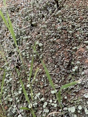 Cladonia