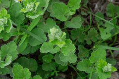 Sphaeralcea lindheimeri