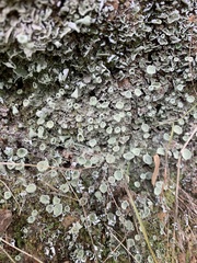 Cladonia