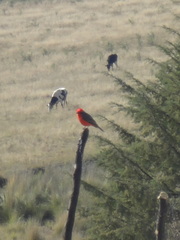 Pyrocephalus rubinus mexicanus