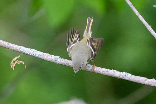 Ruby-crowned Kinglet photographed in Maryland