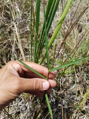 Panicum hemitomon