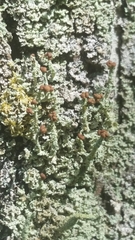 Cladonia beaumontii
