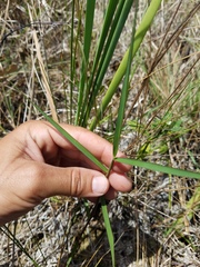 Panicum hemitomon