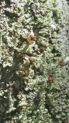 Cladonia beaumontii