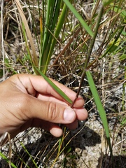 Panicum hemitomon