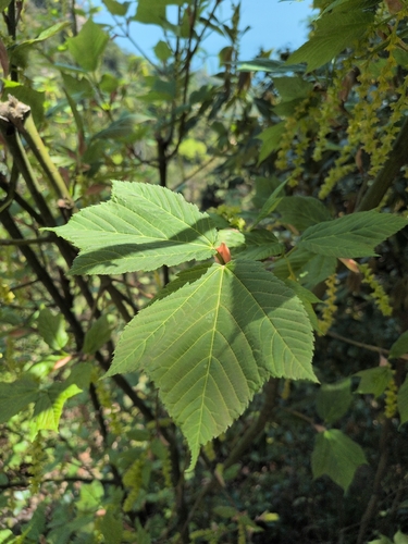 Honshū Maple