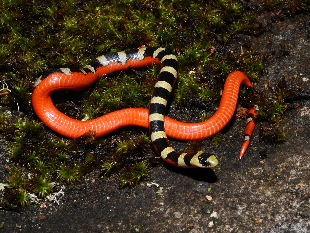 Jalisco Ground Snake
