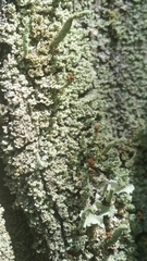 Cladonia beaumontii