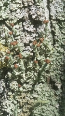 Cladonia beaumontii