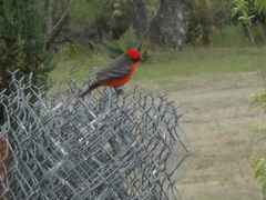 Pyrocephalus rubinus mexicanus