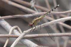 Erythrodiplax umbrata