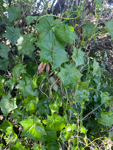 Delairea odorata observed 2026-04-26