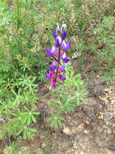 Lupinus sparsiflorus ssp. inopinatus