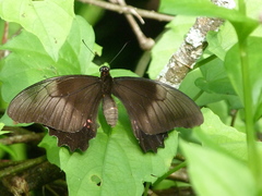 Heraclides anchisiades