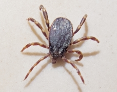 Hyalomma