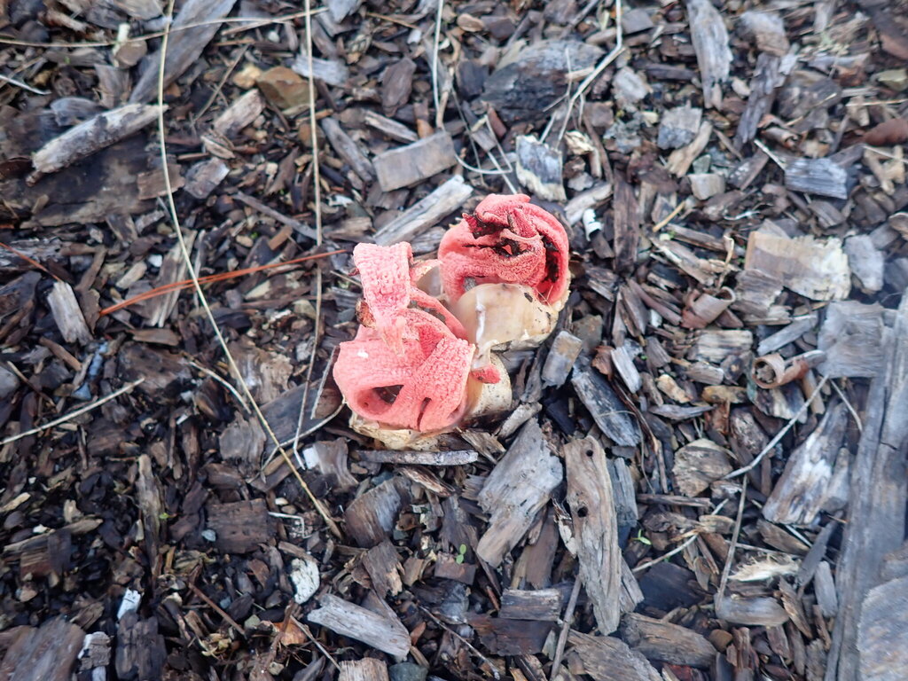 Clathrus archeri · April 2026 · photo: © shaun_thompson (iNaturalist, cc-by)