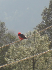 Pyrocephalus rubinus mexicanus