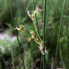Juncus coriaceus