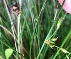 Juncus coriaceus