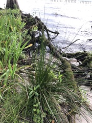 Juncus coriaceus