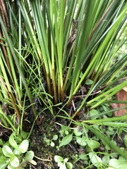 Juncus coriaceus