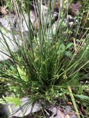 Juncus coriaceus