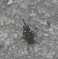 Paratettix mexicanus