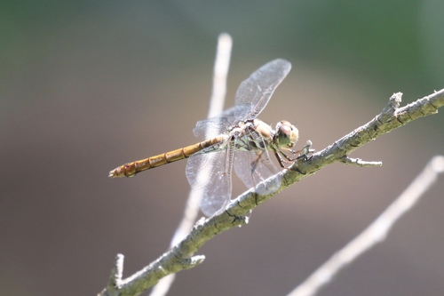 Roseate Skimmer photo 6