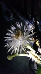 Hylocereeae