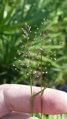 Dichanthelium ensifolium