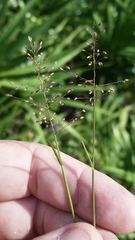 Dichanthelium ensifolium