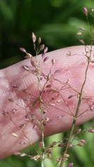 Dichanthelium ensifolium