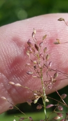 Dichanthelium ensifolium