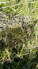 Dichanthelium ensifolium