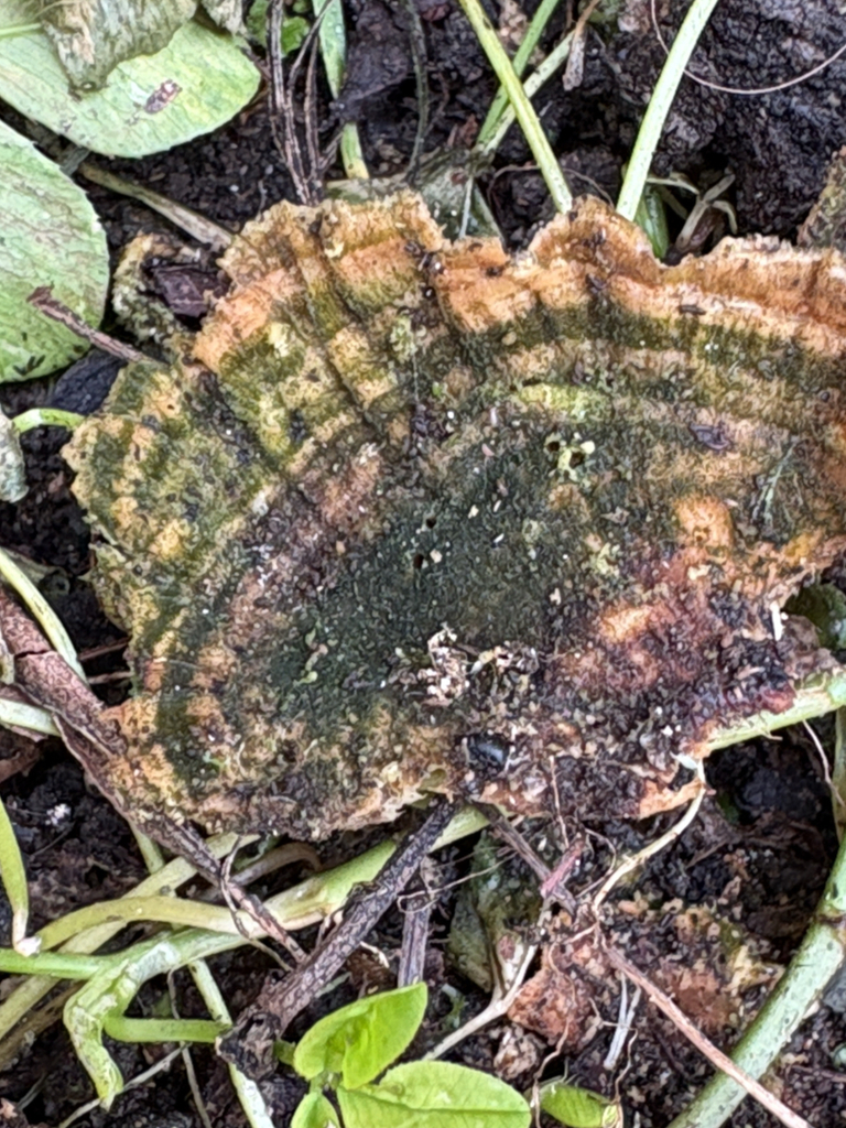 Trametes versicolor · April 2026 · photo: © jennysaito (iNaturalist, cc-by)