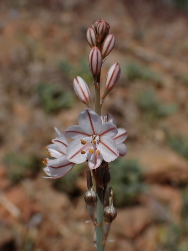 Asphodelus tenuifolius, photograph 6