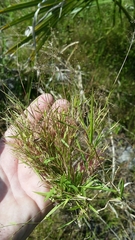 Dichanthelium ensifolium