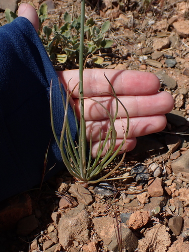 Asphodelus tenuifolius, photograph 4