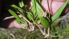 Dichanthelium ensifolium