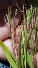 Dichanthelium ensifolium