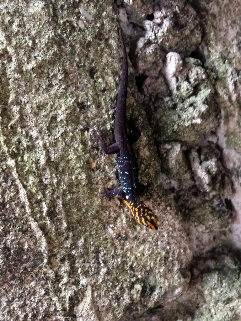 April Lizard Obscure Amazonian Lizard Observation of the Week: 26 April, 2026 ...