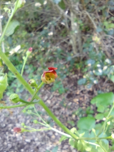 iNaturalist observation photo of California beeplant