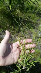 Dichanthelium ensifolium